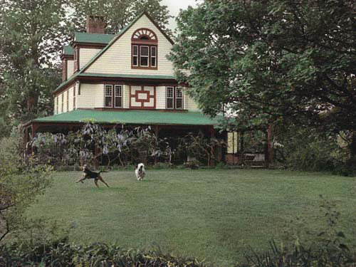 Two dogs playing on the lawn. Lawyers Hill, Elkridge