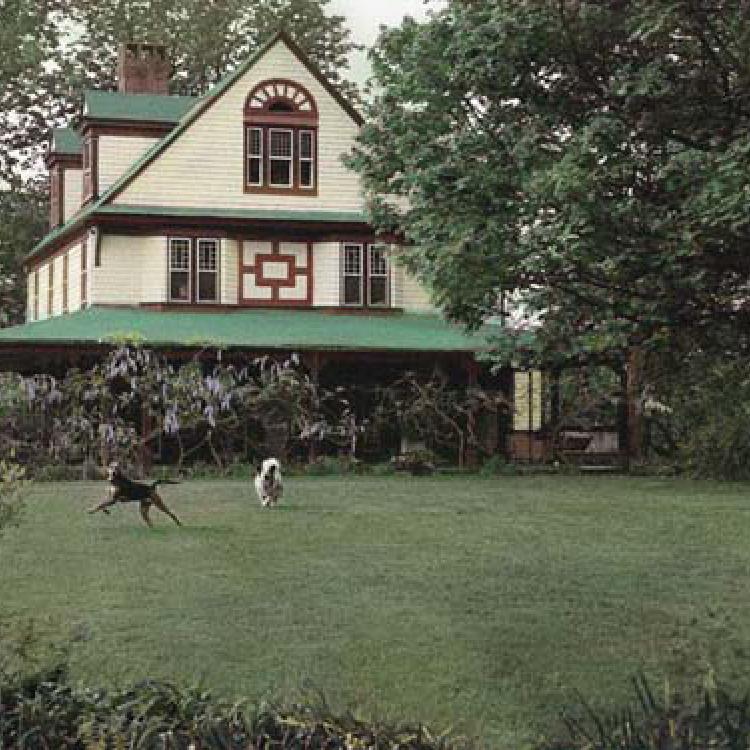 Two dogs playing on the lawn. Lawyers Hill, Elkridge