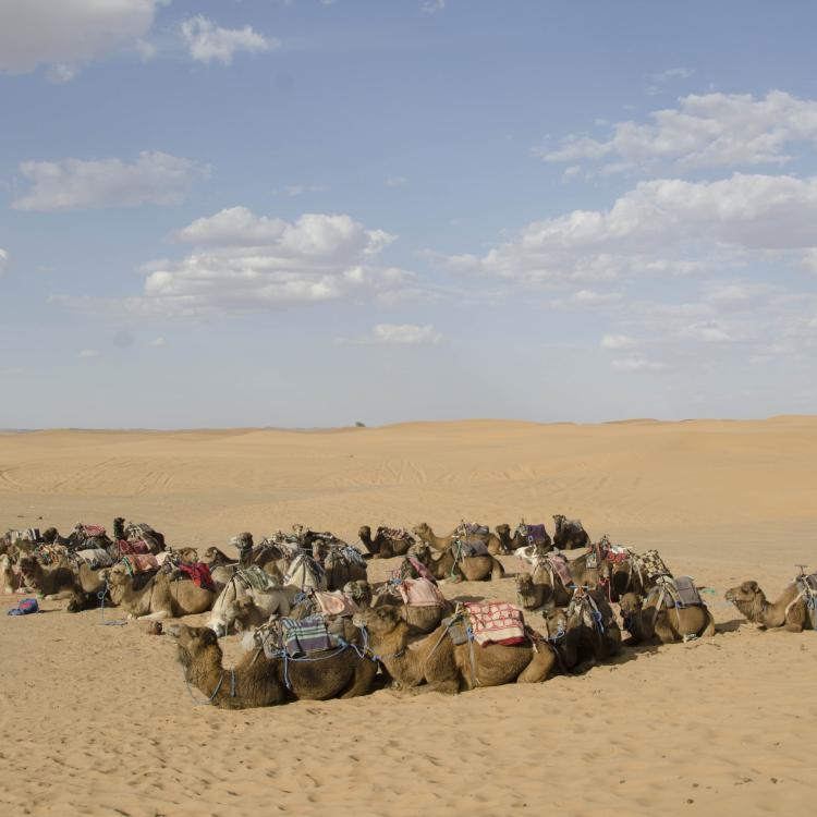 Camel herd