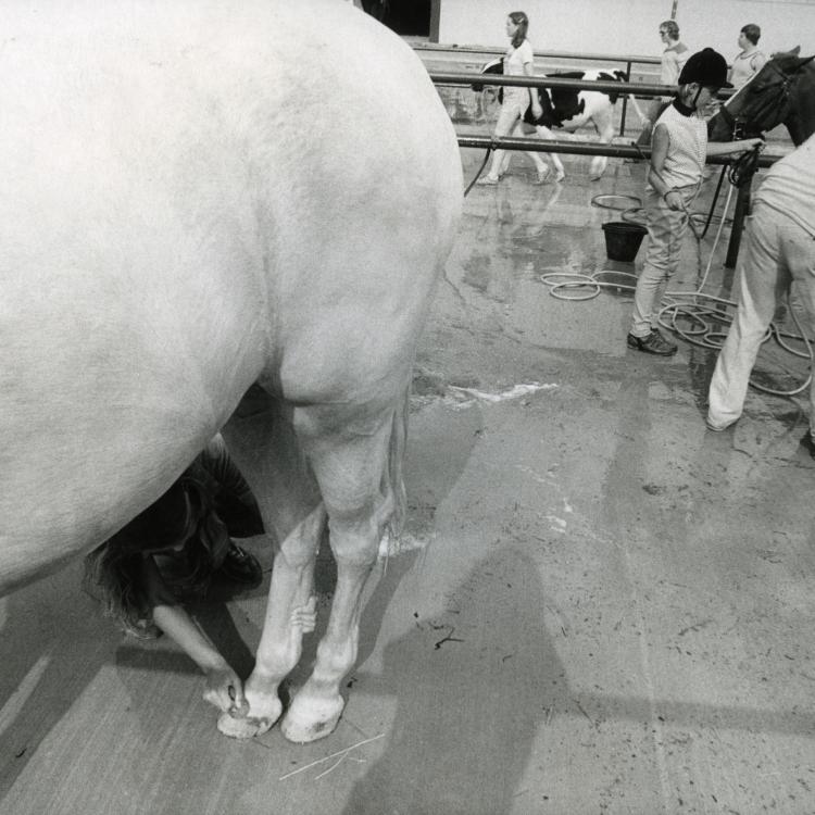 Timonium State Fair 4 H